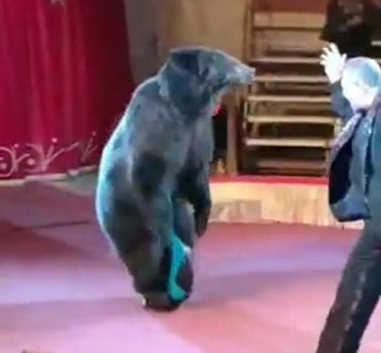 Медведь на моноколесе