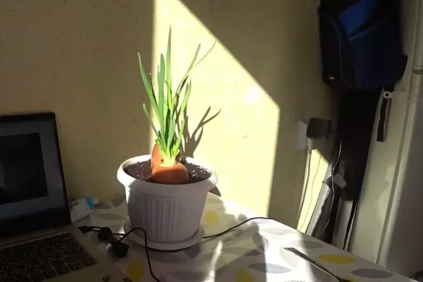 Зелёный лук в квартире